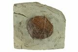 Fossil Leaf (Zizyphoides) - Montana #271032-1